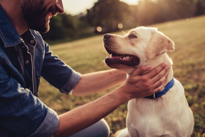 The European Commission Animal Welfare Strategy