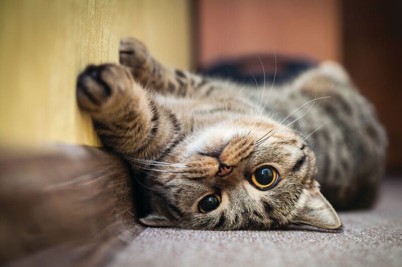 Better regulation needed for the online advertising of pets