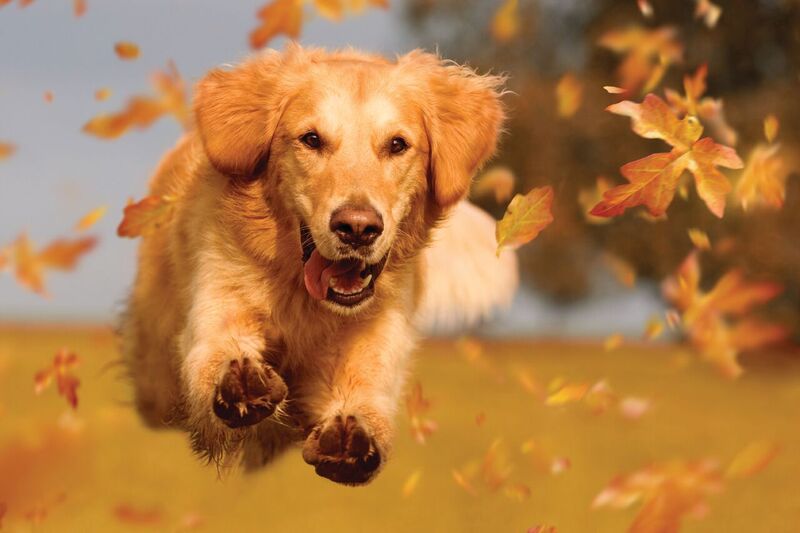 Compulsory identification & registration (I&R) of dogs and cats across the EU